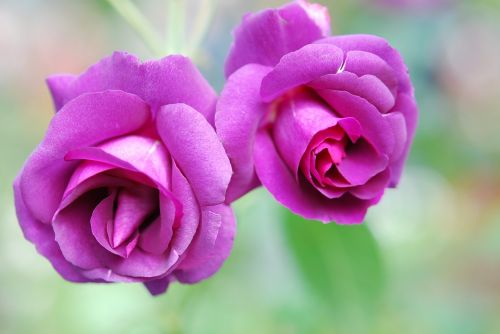 rose purple blossom