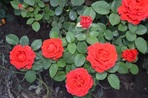 rose flower red