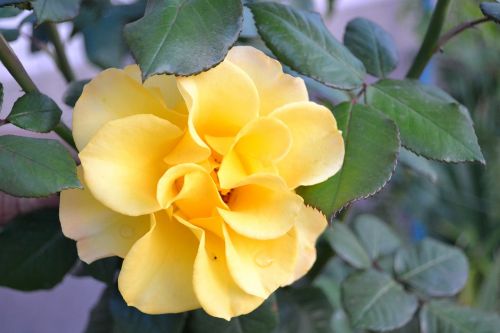 rose flower yellow