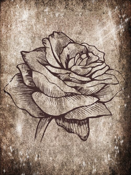 rose background flower