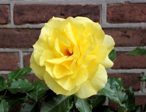 rose yellow nature