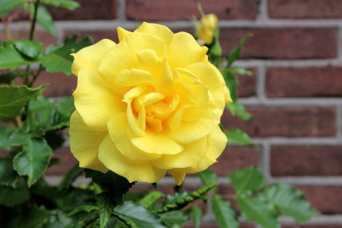 rose yellow nature