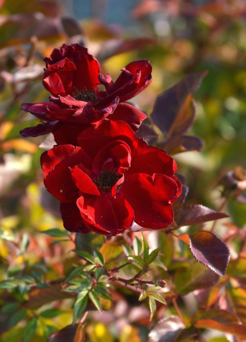 rose flower vanishing
