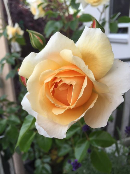 rose bright yellow pale yellow rose