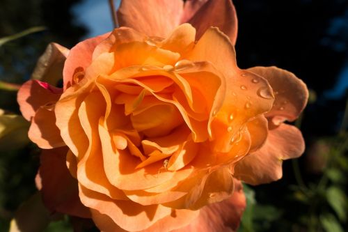 rose orange flower