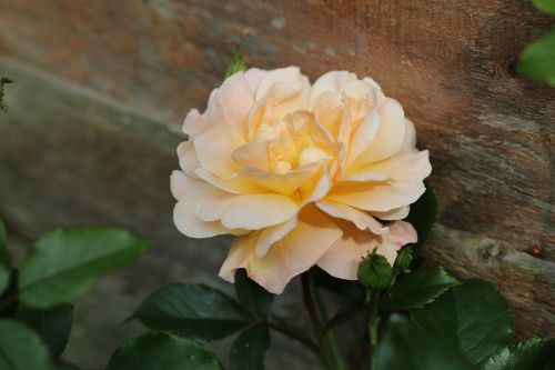 rose garden flower