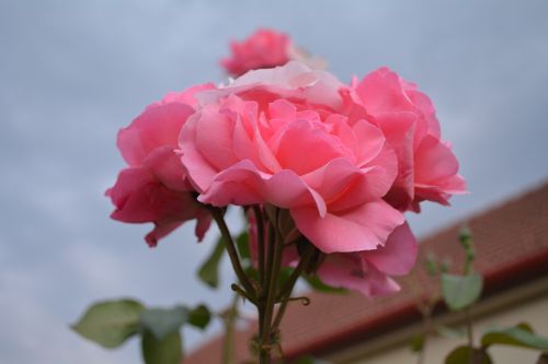 rose flower pink flower