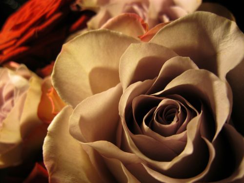 rose rose bloom romance