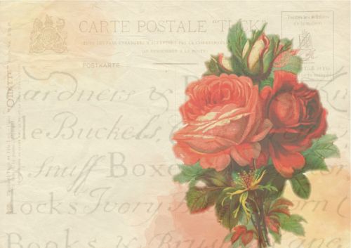 rose post card