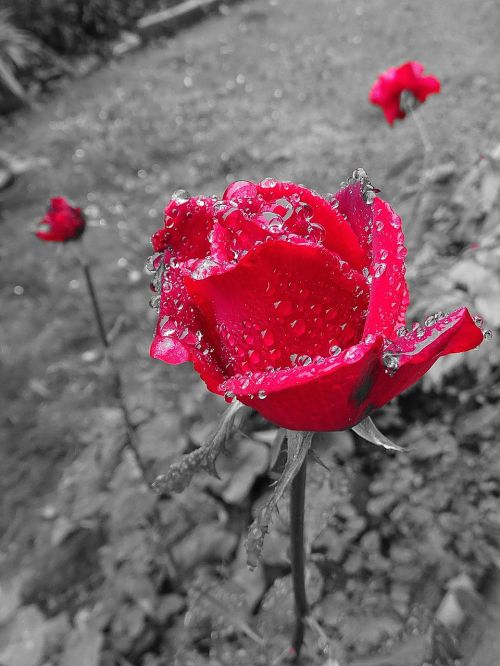 rose red grey