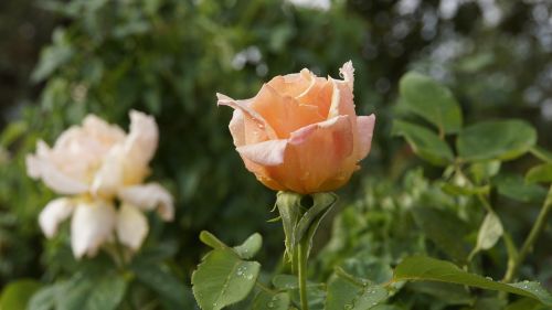 rose nature flowers