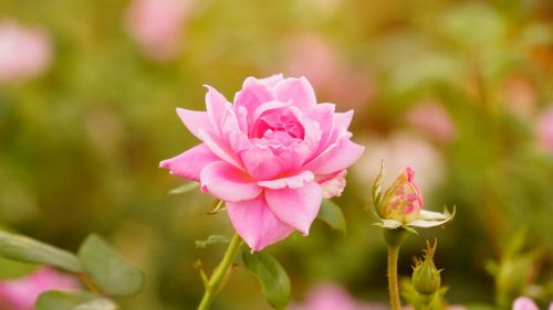 a rose nature flowers