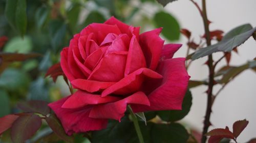 rose a rose flower
