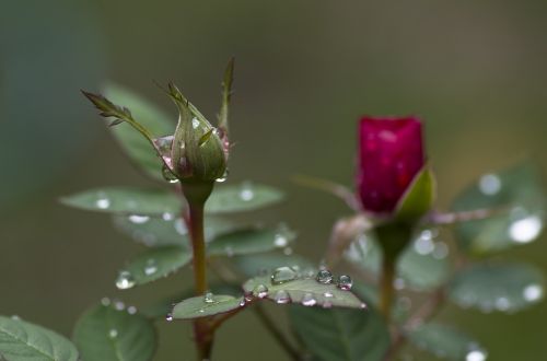 rose bud pink