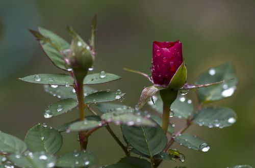 rose bud pink