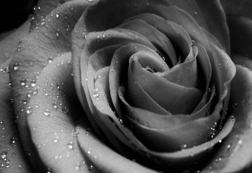 rose and drops of water black and white rosenblüte in black and white
