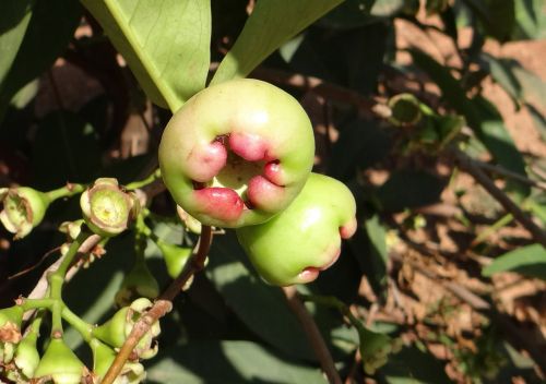 rose apple syzygium jambos immature