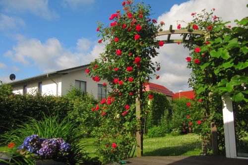 rose arch rose terrace