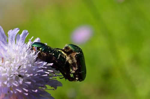 rose beetle beetle pairing
