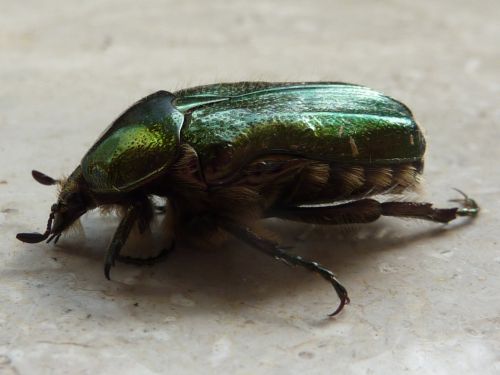 rose beetle green beetle