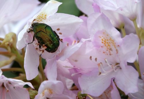 rose beetle insect green