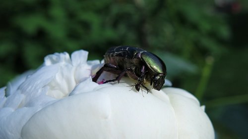 rose beetle  ant  beetle