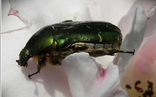 rose beetle green iridescent