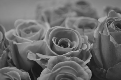 Rose - Black And White