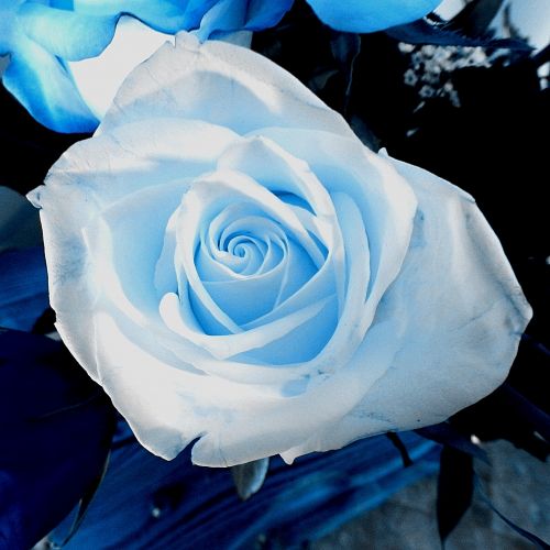 Blue Rose