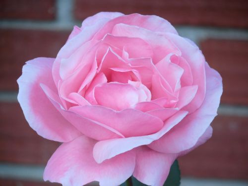 rose bloom flower rose