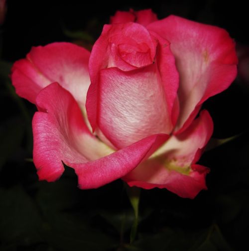 rose bloom rose flower