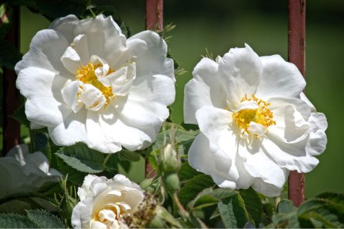 rose bloom white rose