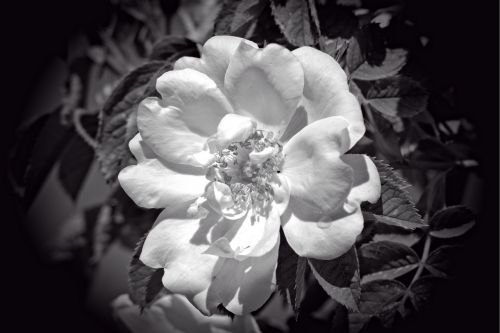 rose bloom black white