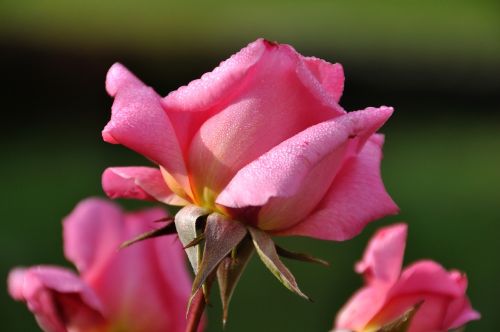 rose bloom nature close