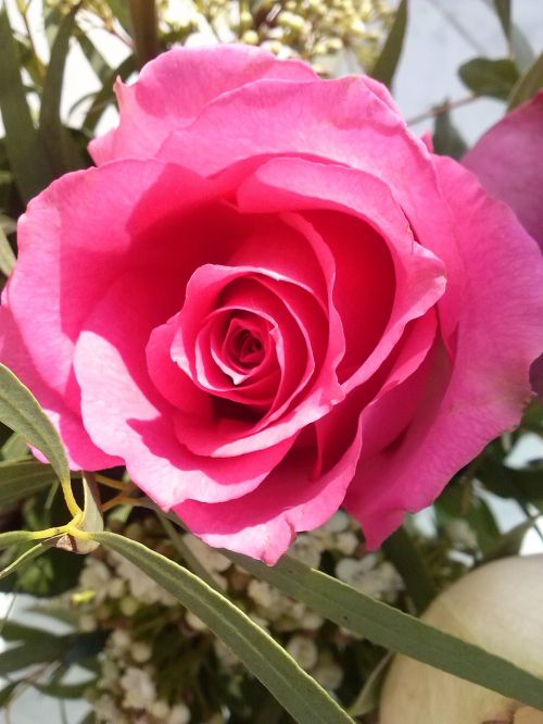 rose bloom pink flowers