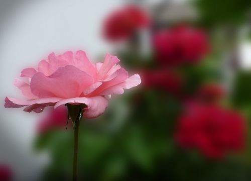rose bloom pink garden