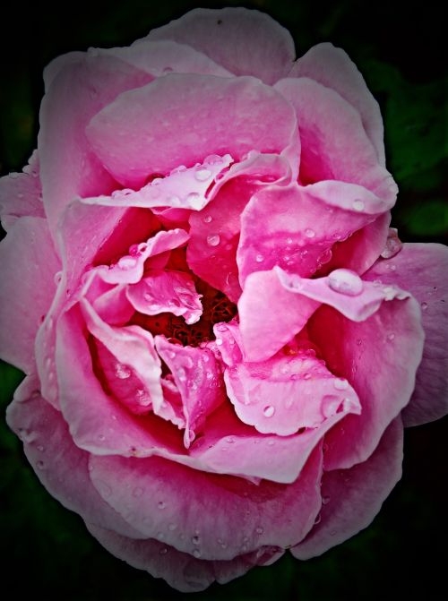 rose bloom climbing rose pink