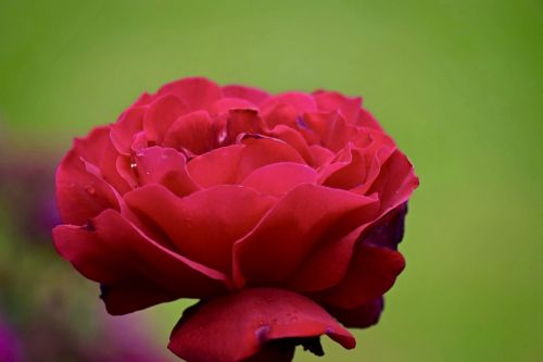 rose bloom rose red