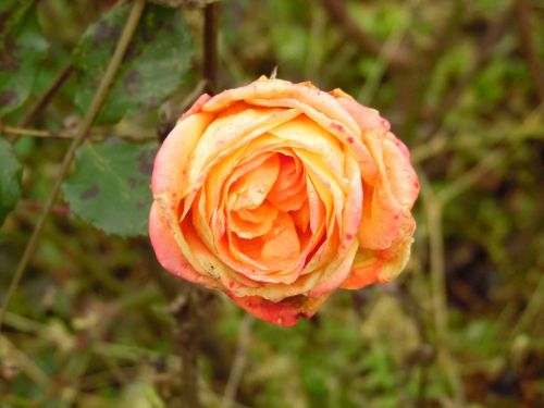 rose bloom rose orange