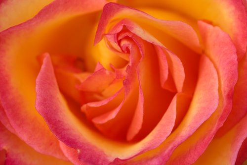 rose bloom  close up  nature