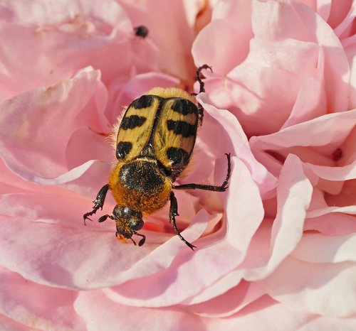 rose bloom  beetle  yellow black