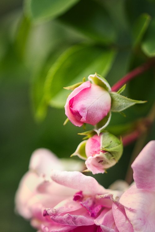 rose bloom  pink  romantic