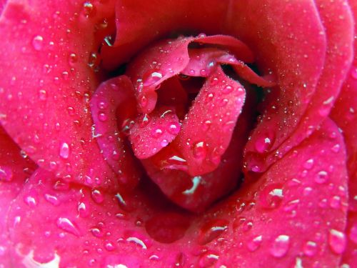 rose bloom rose pink