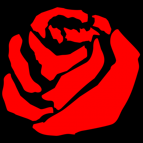 rose bloom graphic rose