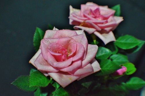 rose bloom pink pot rose