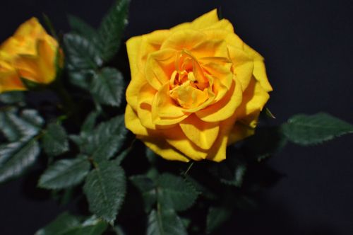 rose bloom yellow close