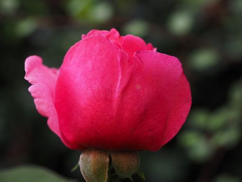 rose bloom pink rose