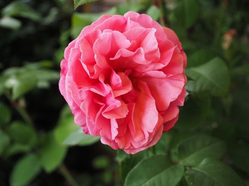 rose bloom pink rose