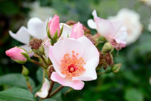 rose bloom pink tender