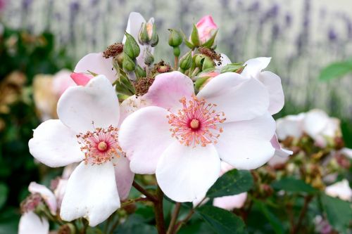 rose bloom pink tender